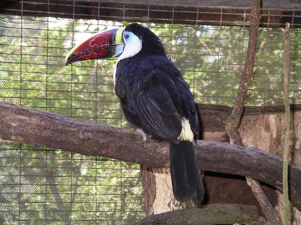 红嘴巨嘴鸟 / White-throated Toucan / Ramphastos tucanus