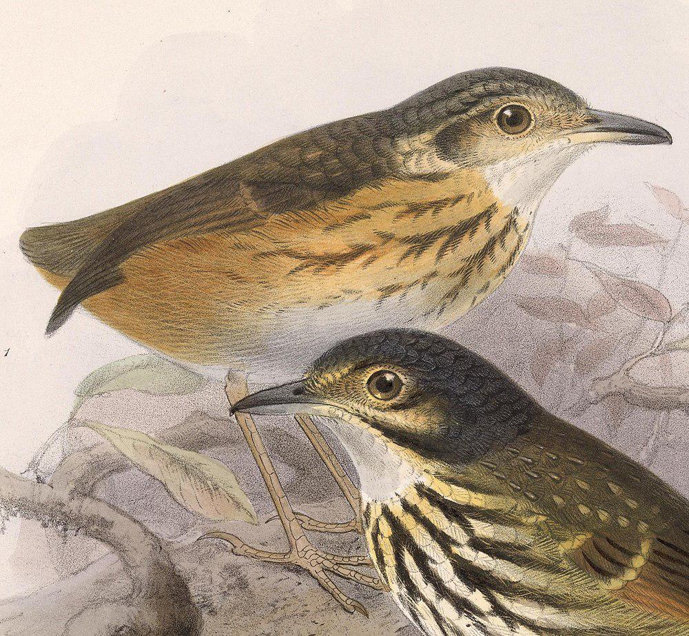 黄腹蚁鸫 / Thicket Antpitta / Hylopezus dives