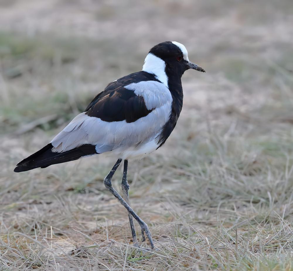 黑背麦鸡 / Blacksmith Lapwing / Vanellus armatus