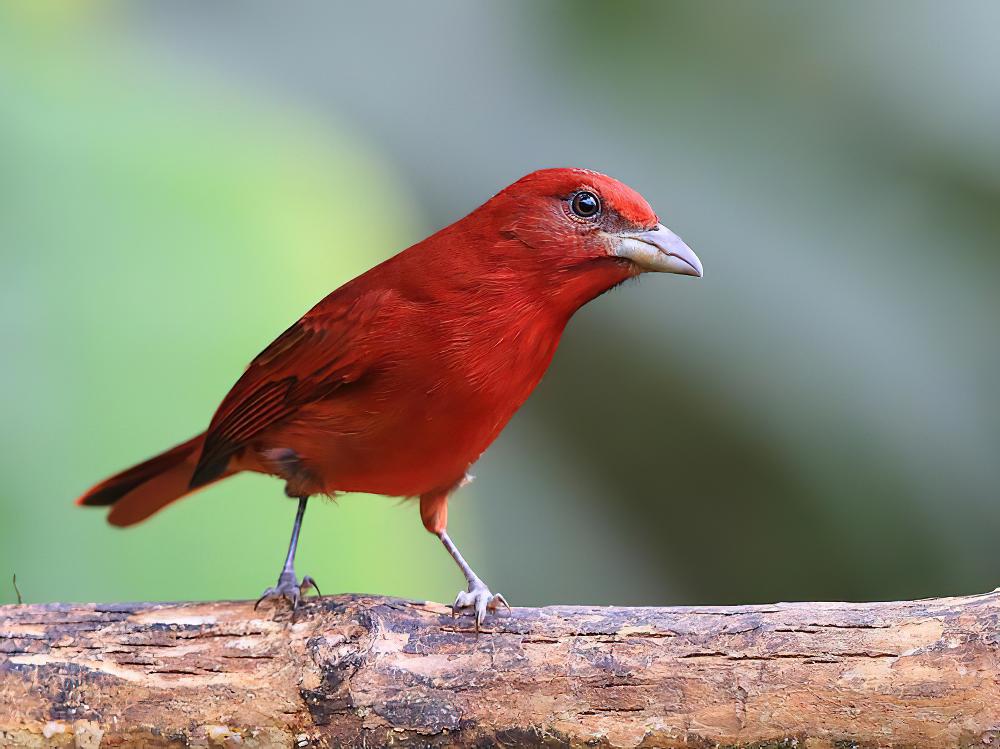 齿嘴丽唐纳雀 / Tooth-billed Tanager / Piranga lutea