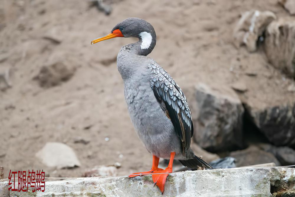 红腿鸬鹚 / Red-legged Cormorant / Phalacrocorax gaimardi