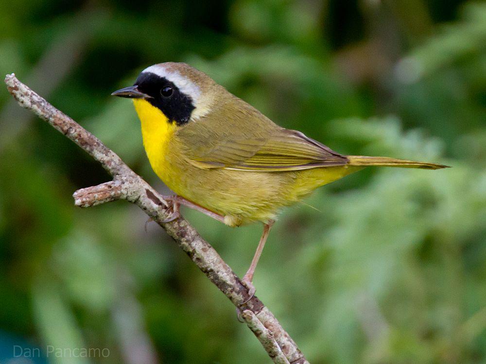 黄喉地莺 / Common Yellowthroat / Geothlypis trichas