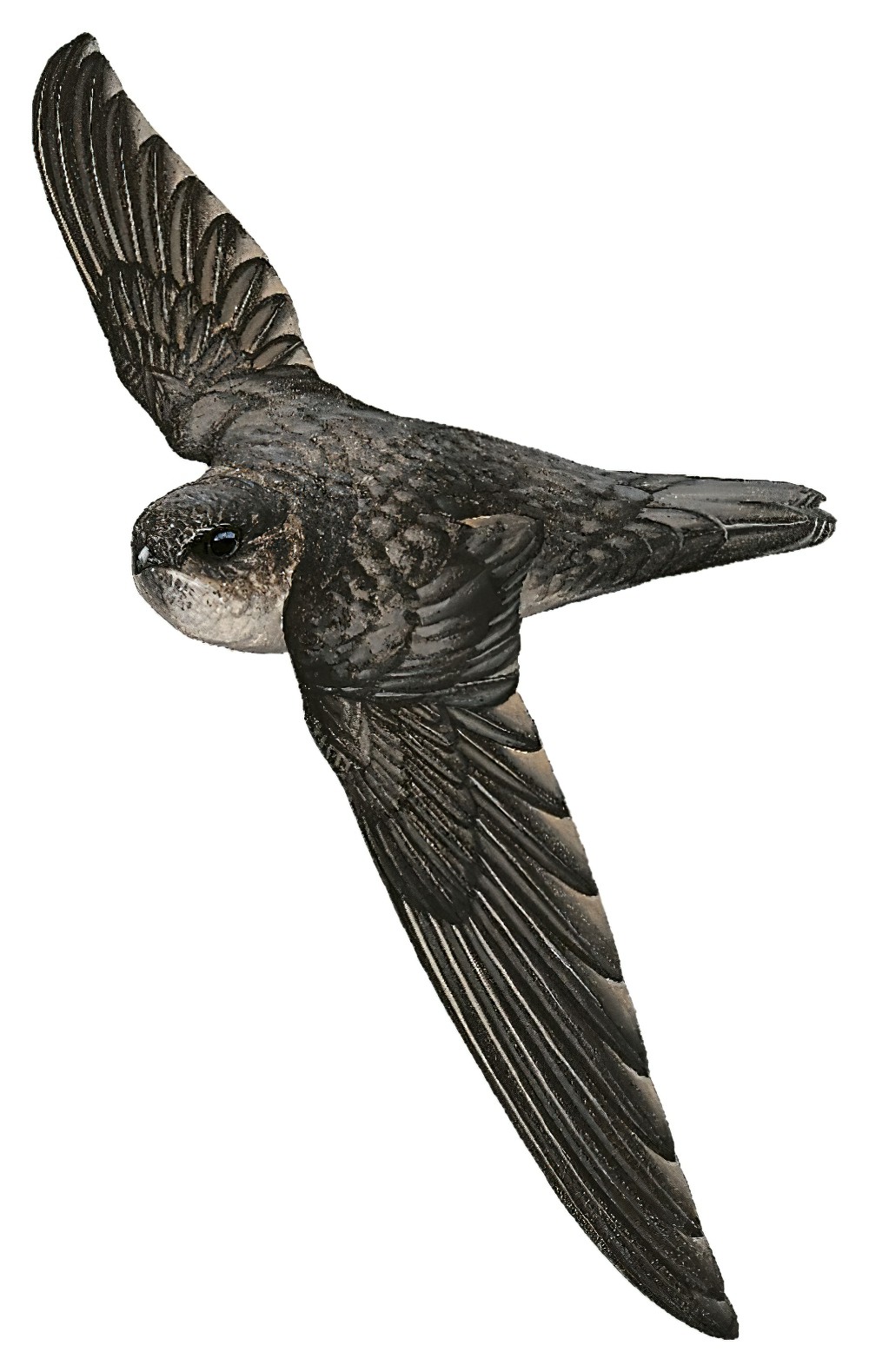 裸腿金丝燕 / Bare-legged Swiftlet / Aerodramus nuditarsus