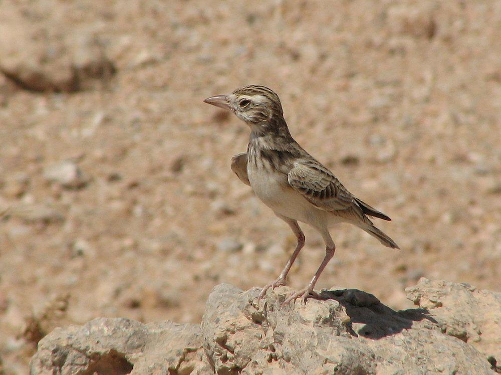 斯氏沙百灵 / Stark\'s Lark / Spizocorys starki