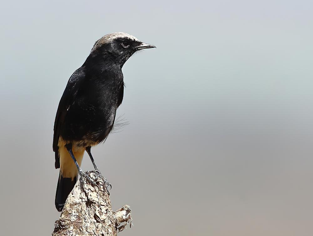 悲䳭 / Mourning Wheatear / Oenanthe lugens