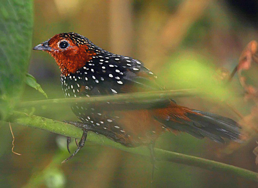 眼斑窜鸟 / Ocellated Tapaculo / Acropternis orthonyx