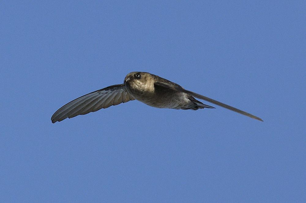 小灰腰金丝燕 / Mascarene Swiftlet / Aerodramus francicus