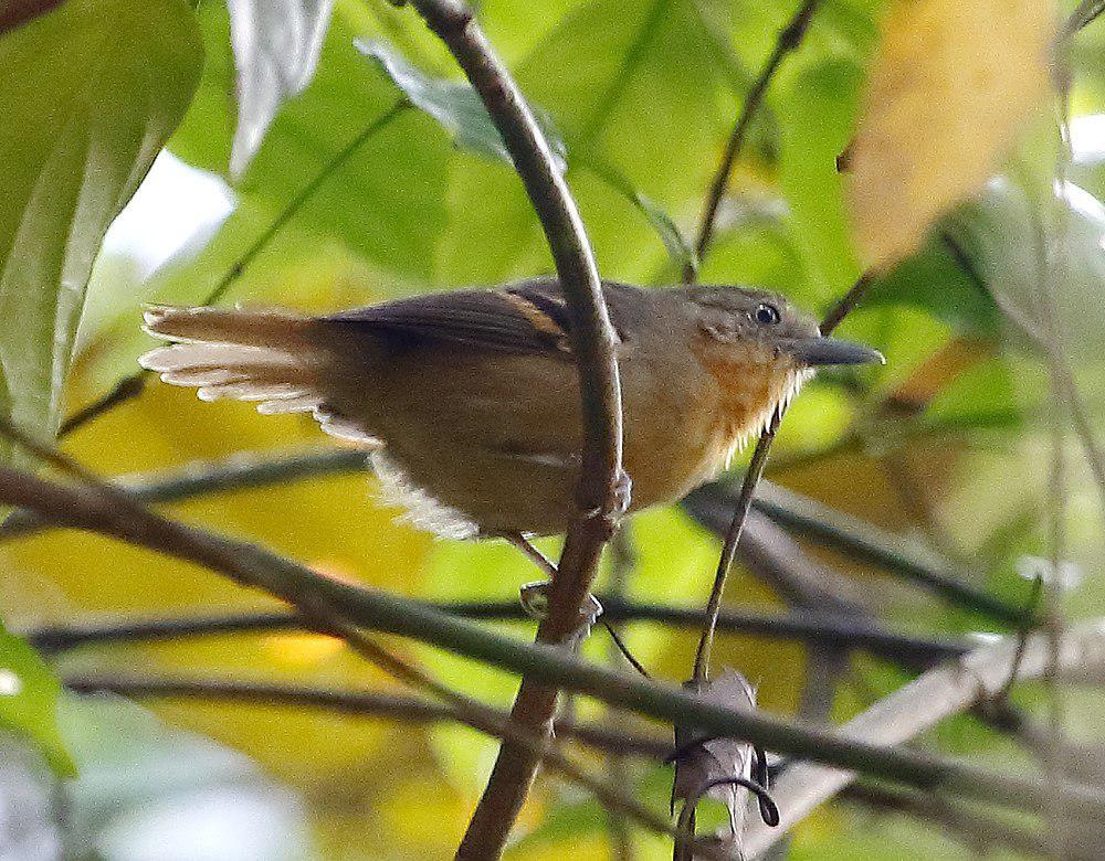 白眼蚁鹩 / White-eyed Stipplethroat / Epinecrophylla leucophthalma