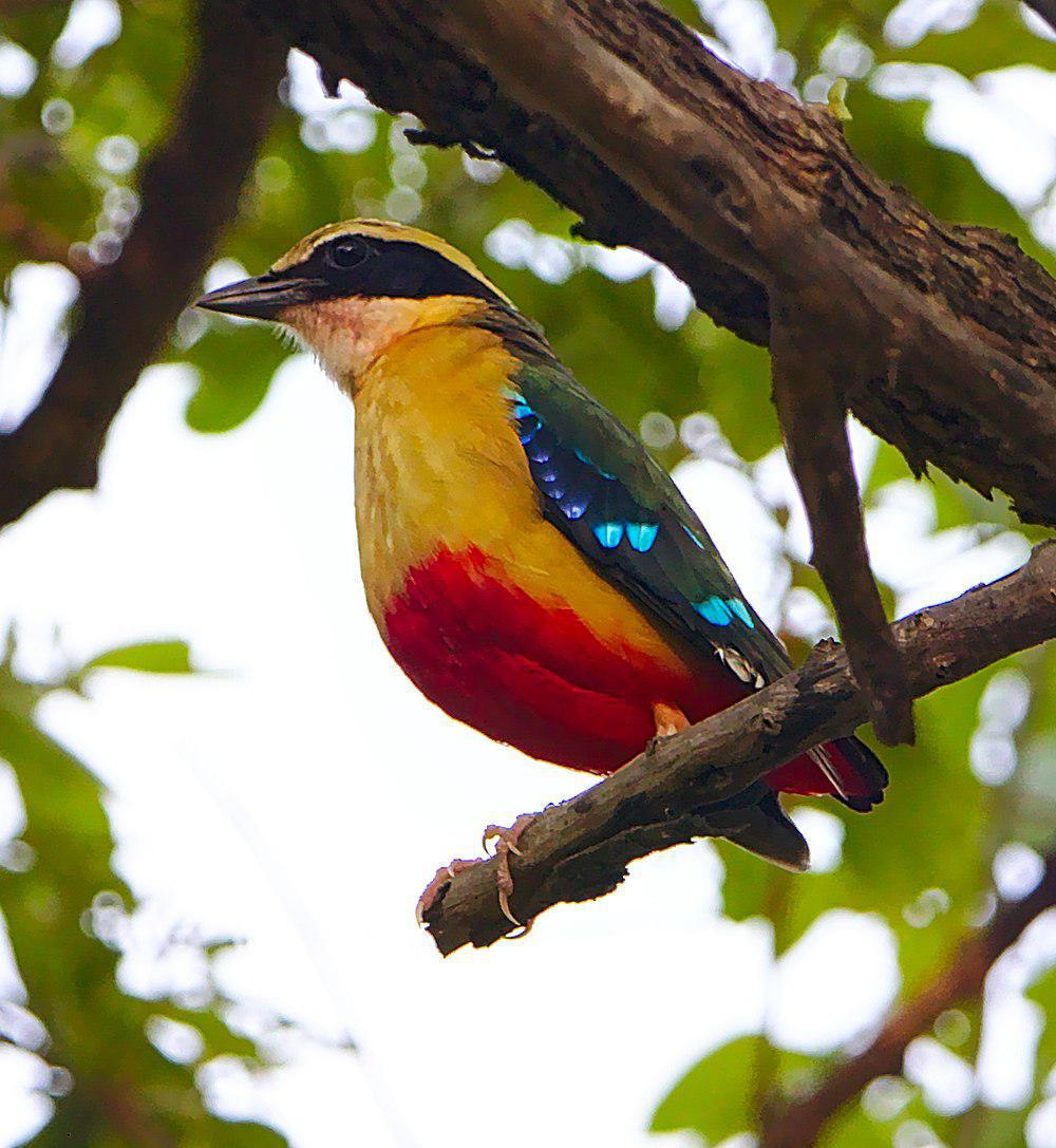 非洲八色鸫 / African Pitta / Pitta angolensis