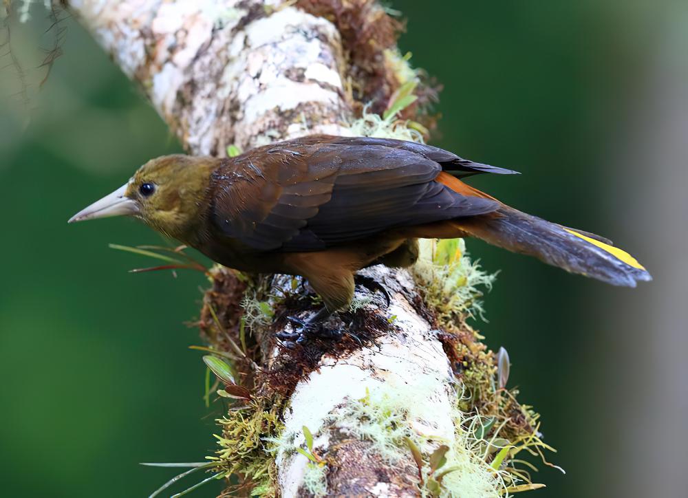 褐背拟椋鸟 / Russet-backed Oropendola / Psarocolius angustifrons