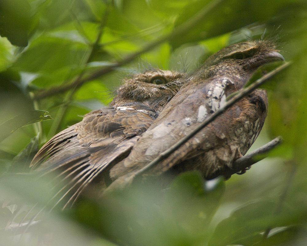 爪哇蟆口鸱 / Javan Frogmouth / Batrachostomus javensis