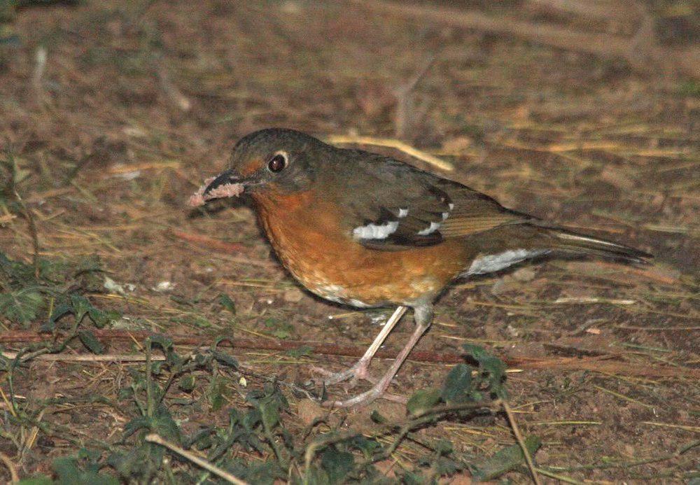 橙色地鸫 / Orange Ground Thrush / Geokichla gurneyi