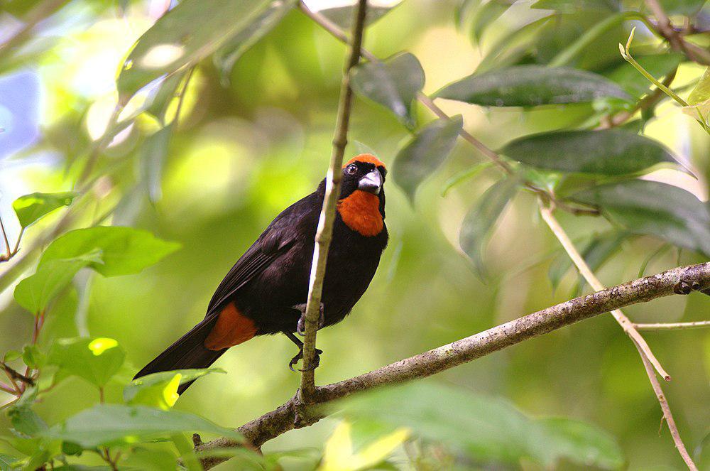 波多黎各牛雀 / Puerto Rican Bullfinch / Melopyrrha portoricensis