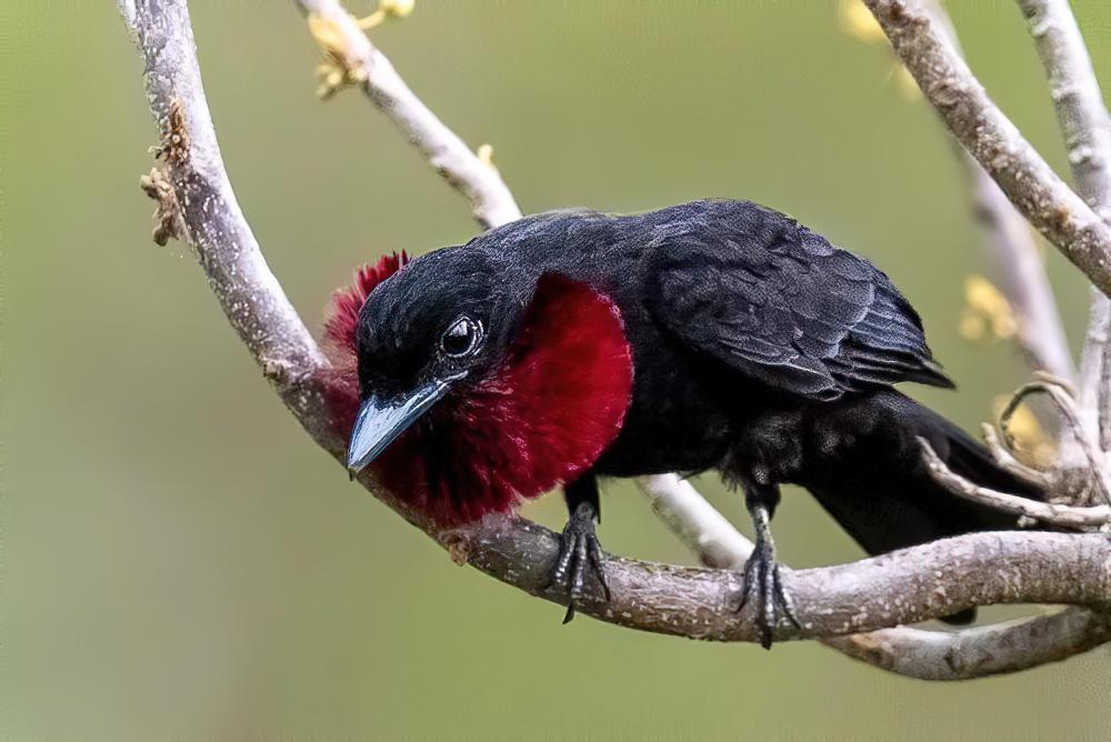 紫喉果伞鸟 / Purple-throated Fruitcrow / Querula purpurata