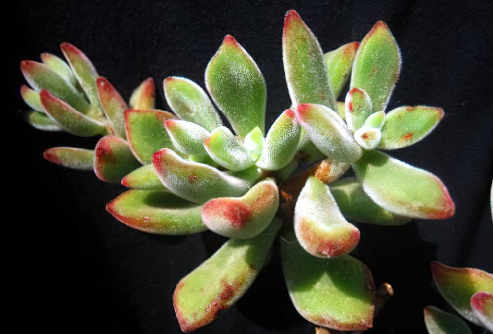 锦晃星Echeveria pulvinata