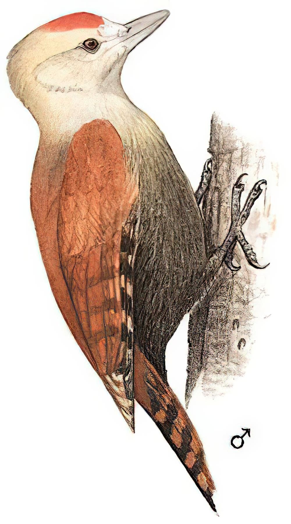 竹啄木鸟 / Pale-headed Woodpecker / Gecinulus grantia