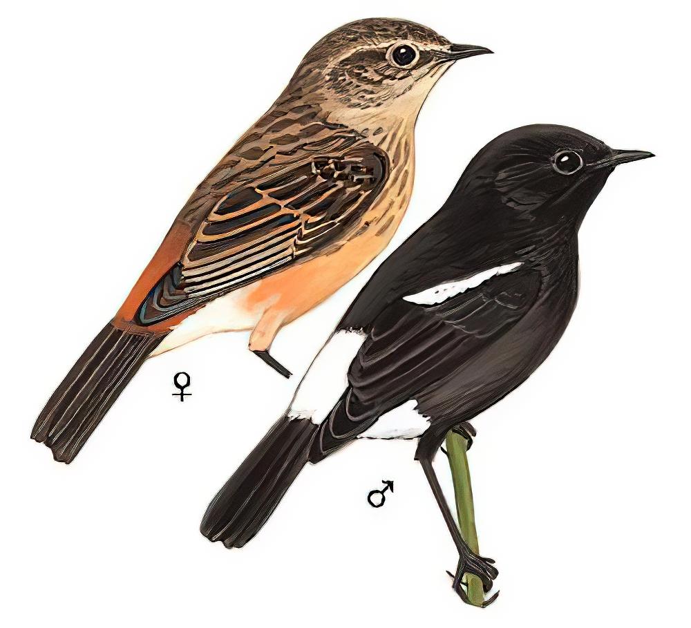 白斑黑石䳭 / Pied Bush Chat / Saxicola caprata