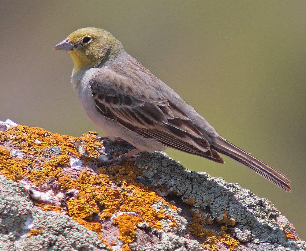 苍头鹀 / Cinereous Bunting / Emberiza cineracea