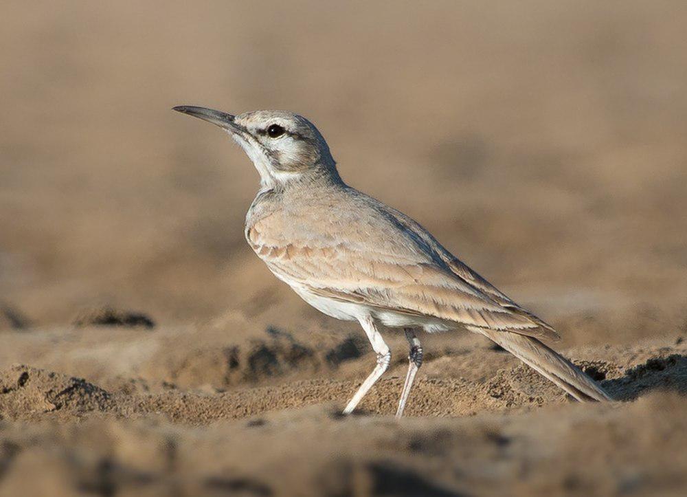 拟戴胜百灵 / Greater Hoopoe-Lark / Alaemon alaudipes