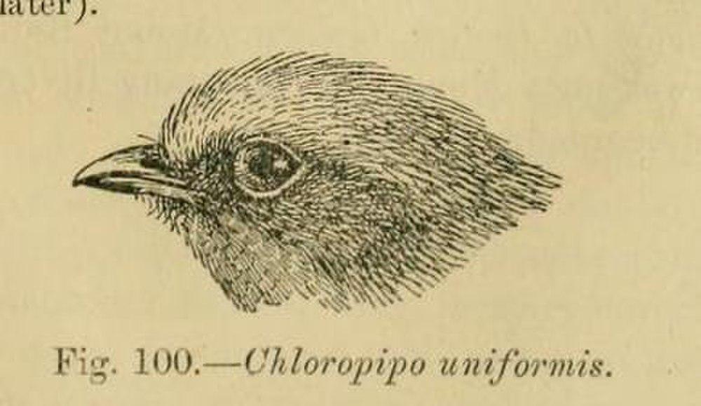 橄榄绿娇鹟 / Olive Manakin / Xenopipo uniformis