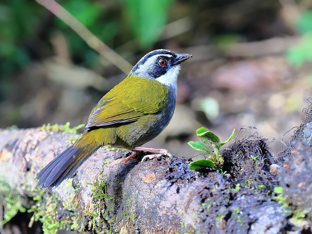 大黑纹头雀 / Black-striped Sparrow / Arremonops conirostris