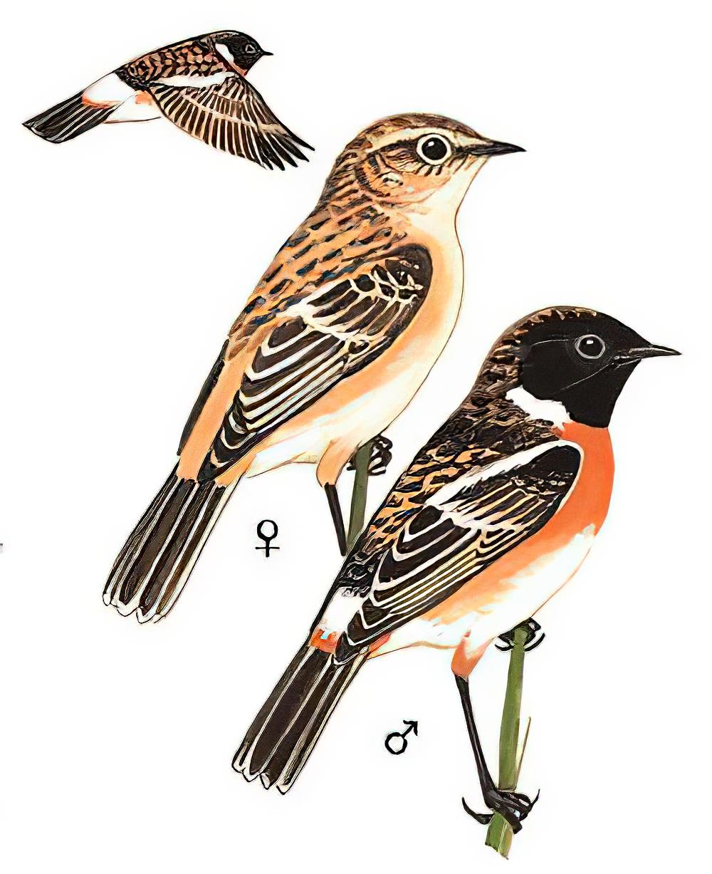 黑喉石䳭 / Siberian Stonechat / Saxicola maurus