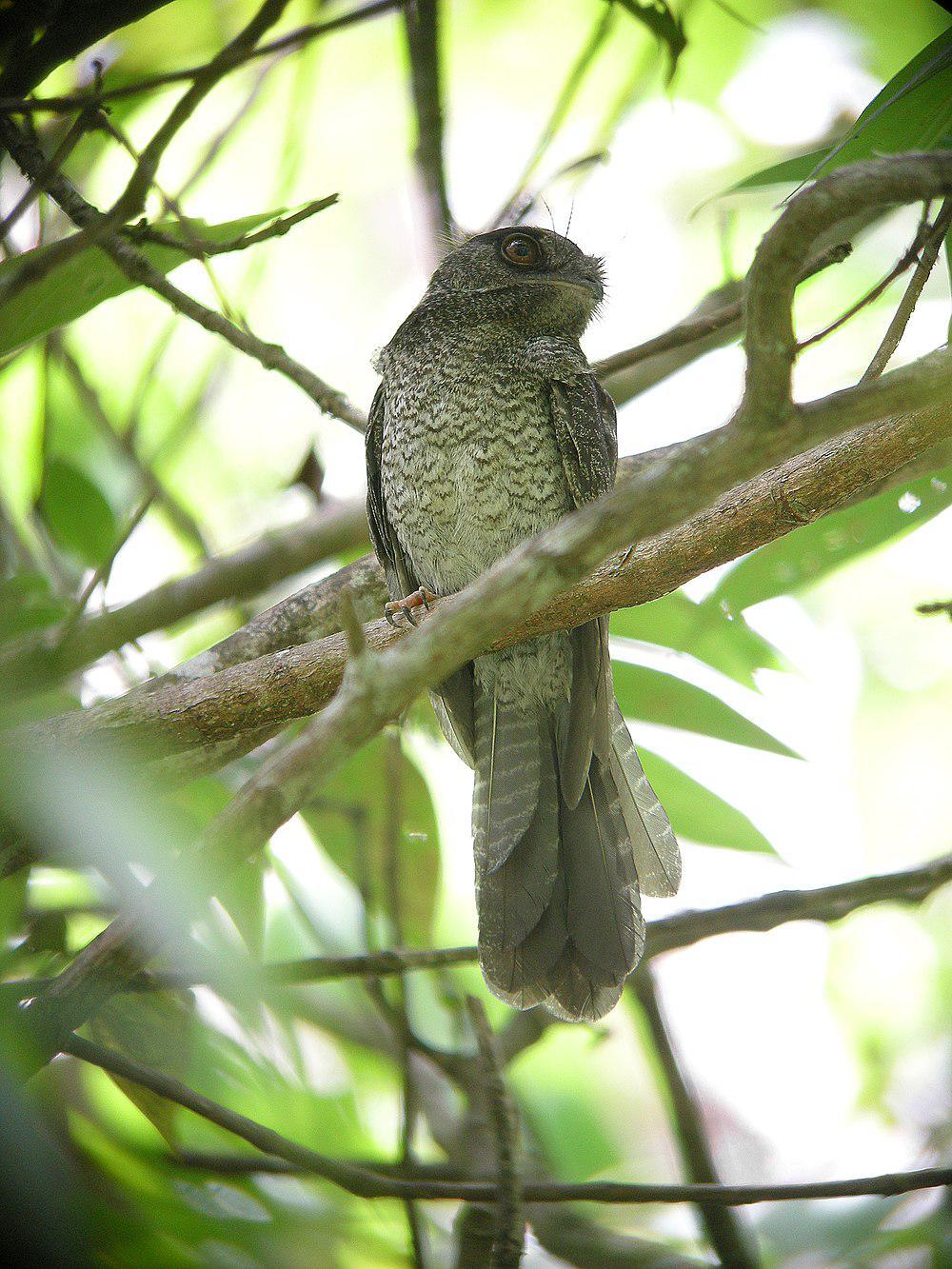 斑裸鼻鸱 / Barred Owlet-nightjar / Aegotheles bennettii