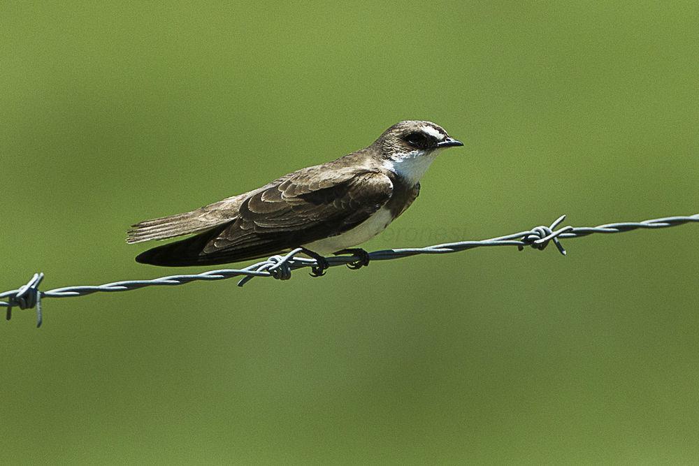 斑沙燕 / Banded Martin / Riparia cincta