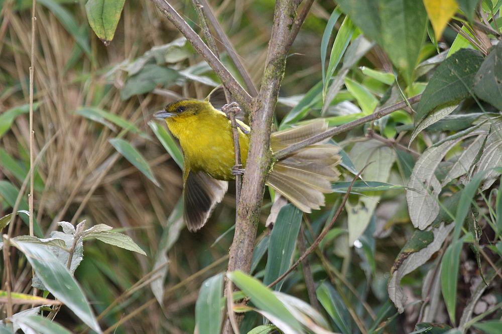 帕氏拟雀 / Parodi\'s Hemispingus / Kleinothraupis parodii