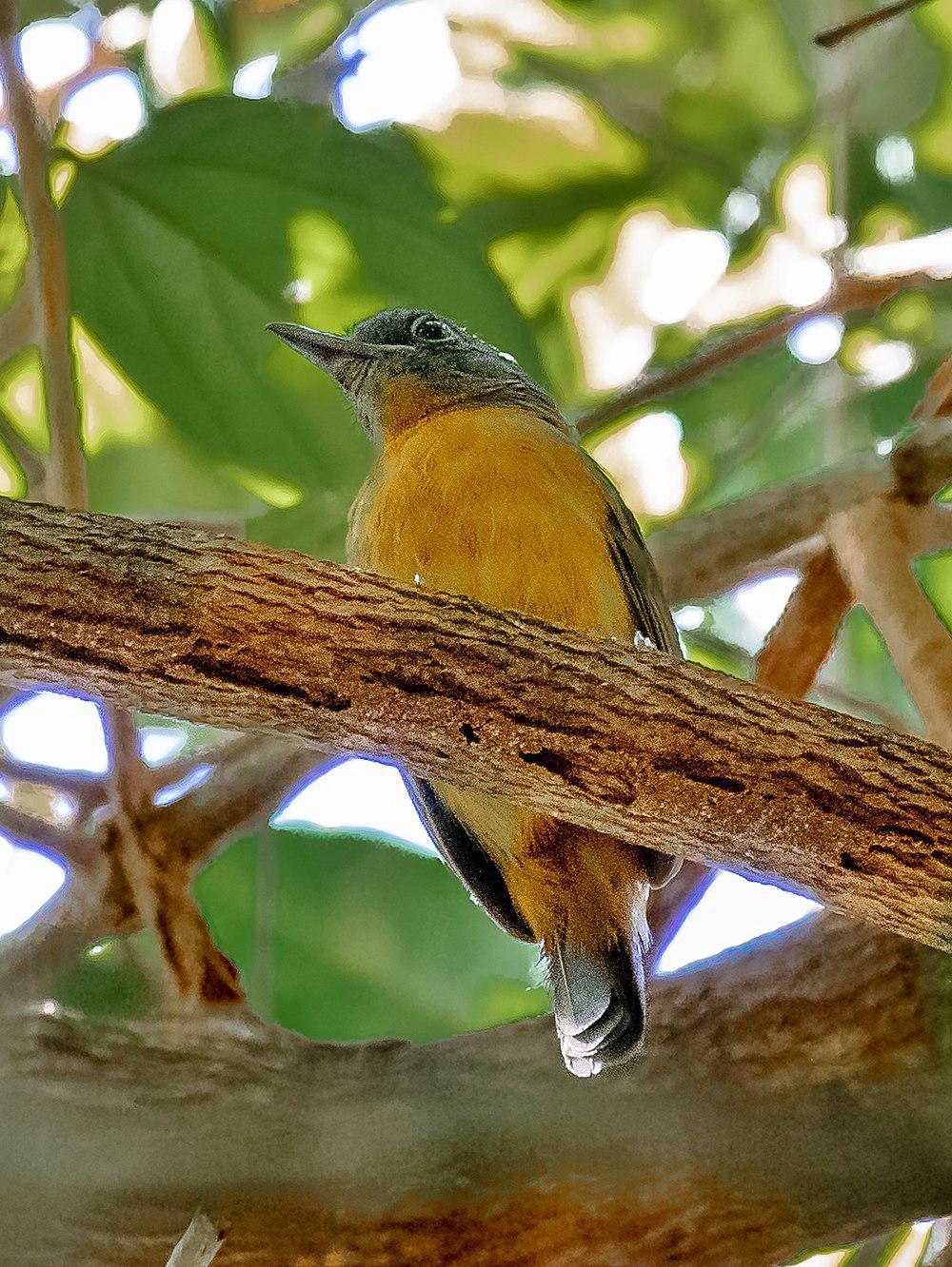 黑灰蚁鵙 / Blackish-grey Antshrike / Thamnophilus nigrocinereus