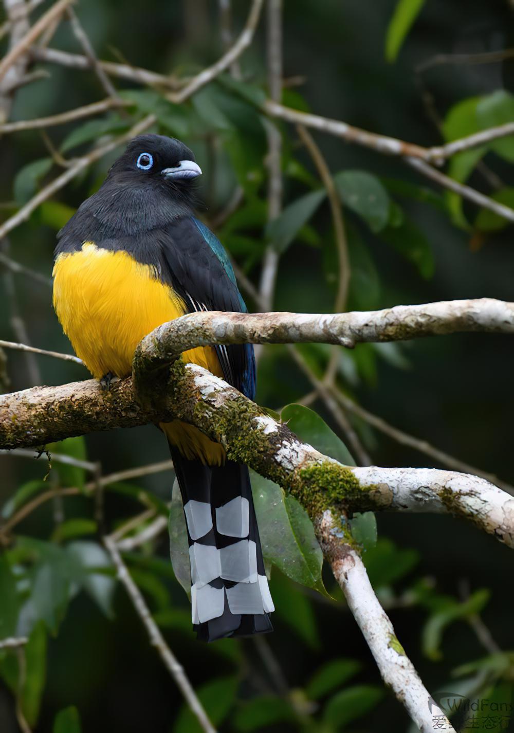 黑头美洲咬鹃 / Black-headed Trogon / Trogon melanocephalus