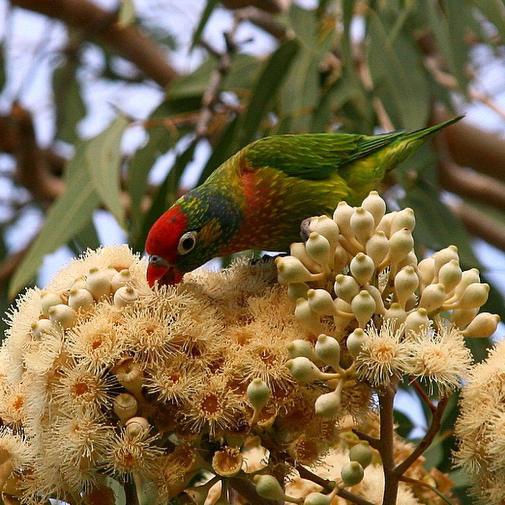 杂色鹦鹉 / Varied Lorikeet / Psitteuteles versicolor