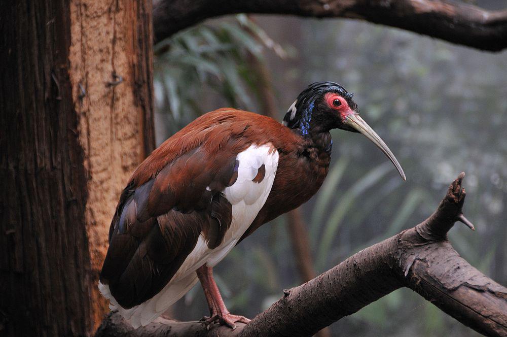 凤头林鹮 / Madagascan Ibis / Lophotibis cristata