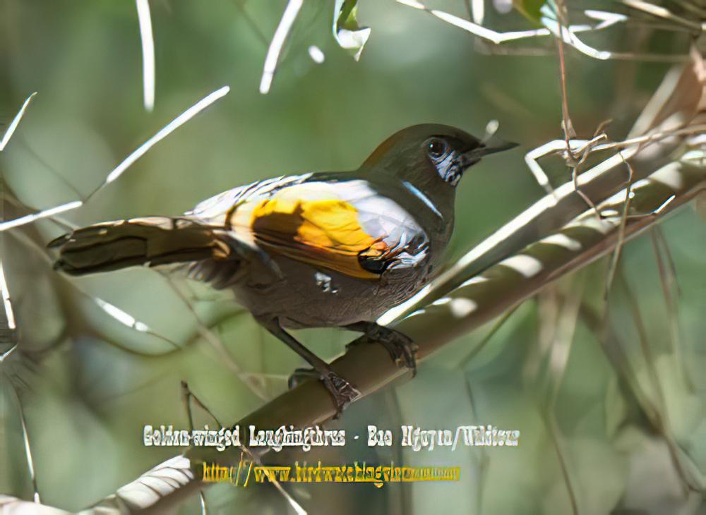 金翅噪鹛 / Assam Laughingthrush / Trochalopteron chrysopterum