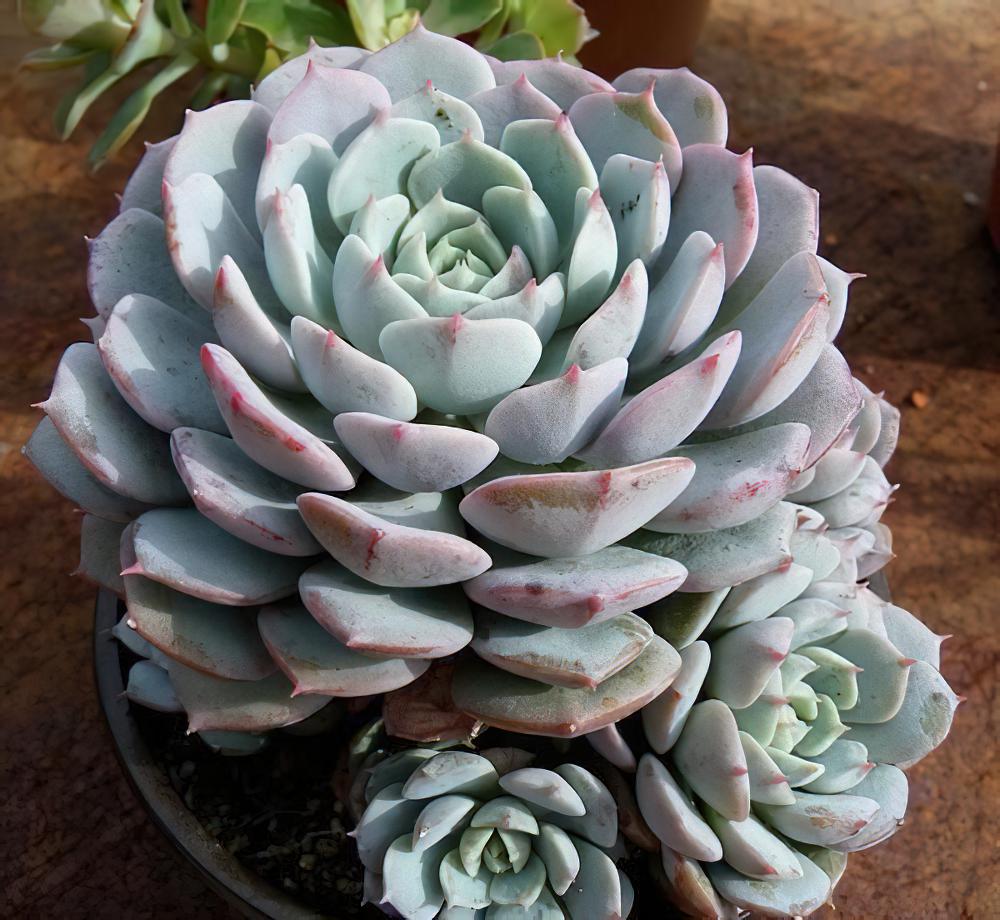 新花乙女【Echeveria ‘Dondo‘】