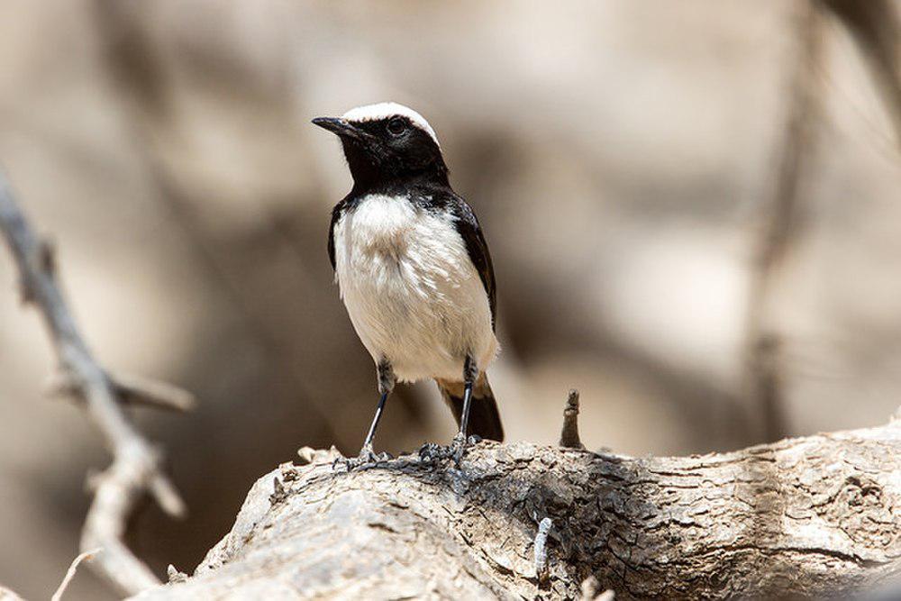 阿拉伯䳭 / Arabian Wheatear / Oenanthe lugentoides