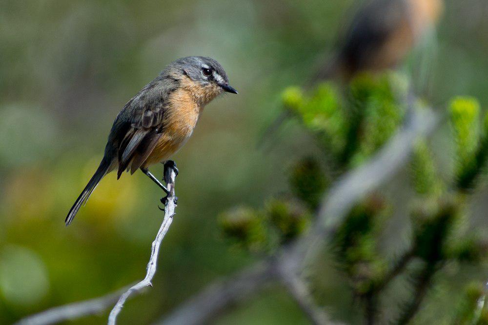 棕胁侏霸鹟 / Rufous-sided Pygmy Tyrant / Euscarthmus rufomarginatus