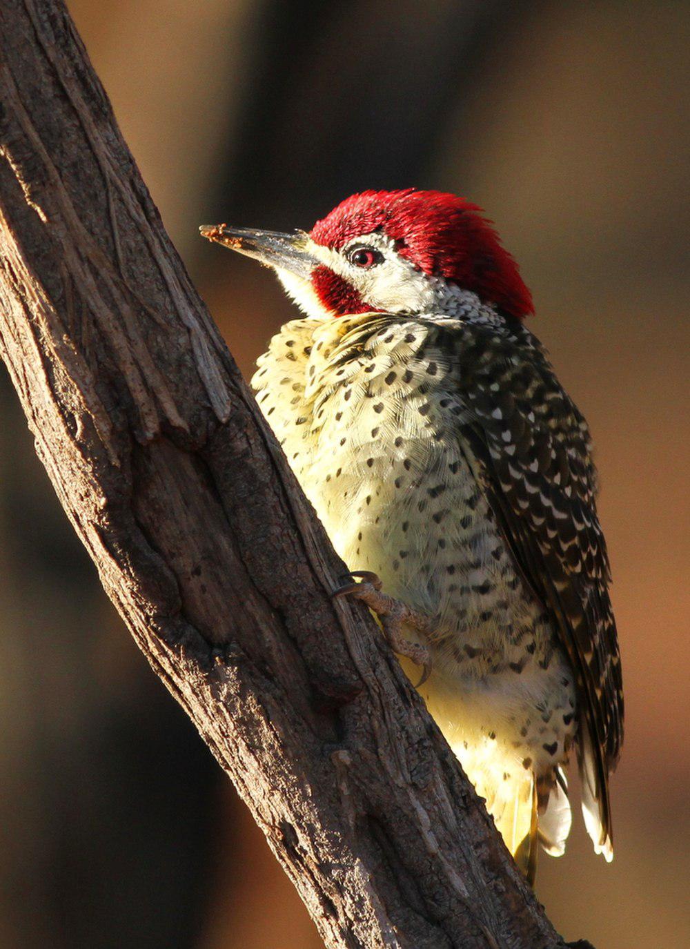 班氏啄木鸟 / Bennett\'s Woodpecker / Campethera bennettii