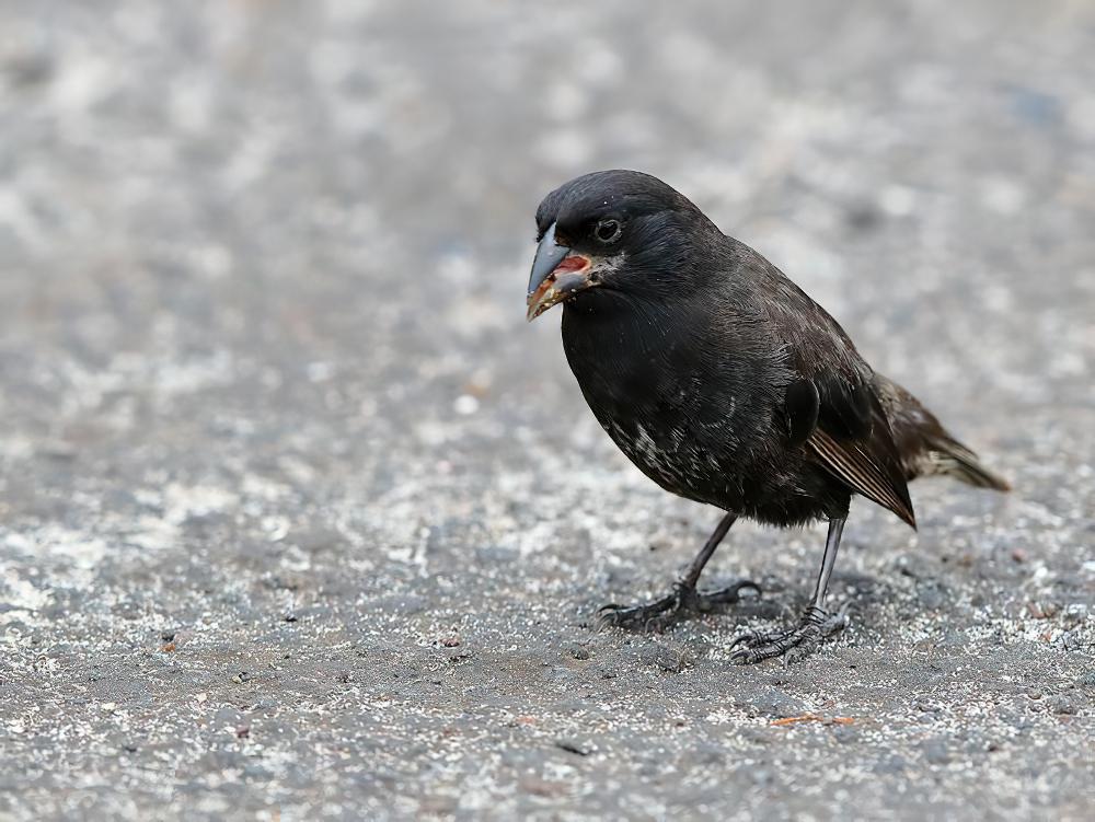 中树雀 / Medium Tree Finch / Camarhynchus pauper