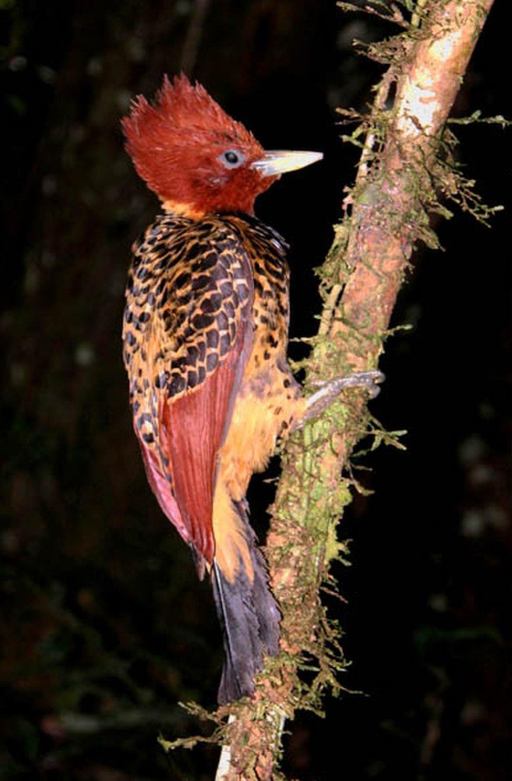 棕头啄木鸟 / Rufous-headed Woodpecker / Celeus spectabilis