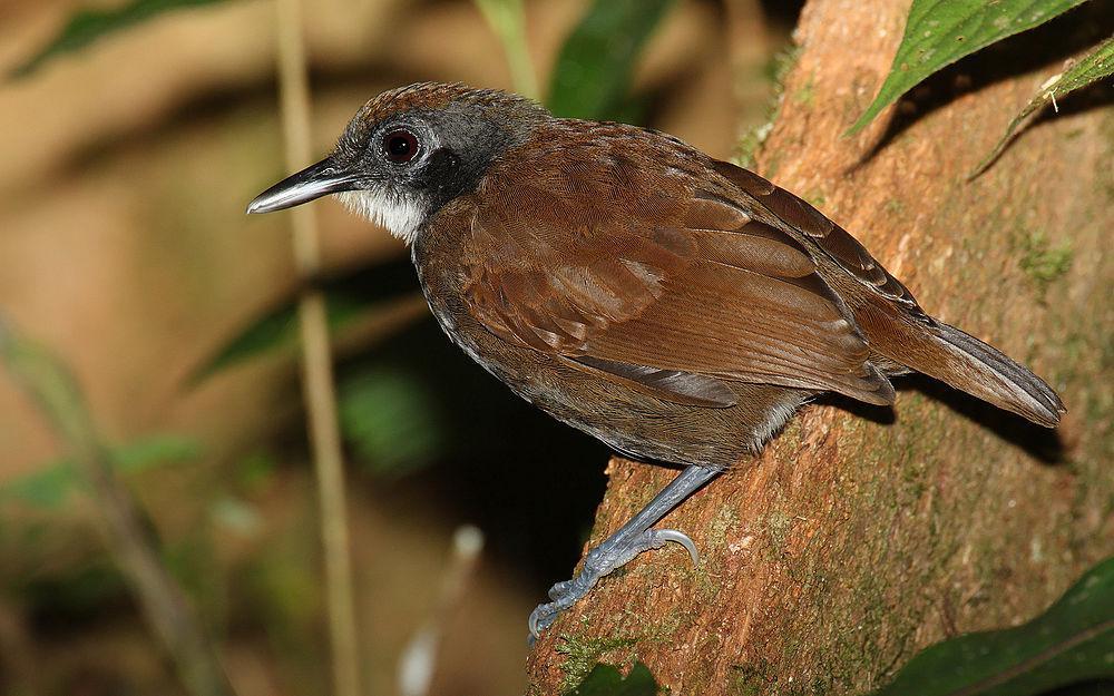 白颊蚁鸟 / White-cheeked Antbird / Gymnopithys leucaspis