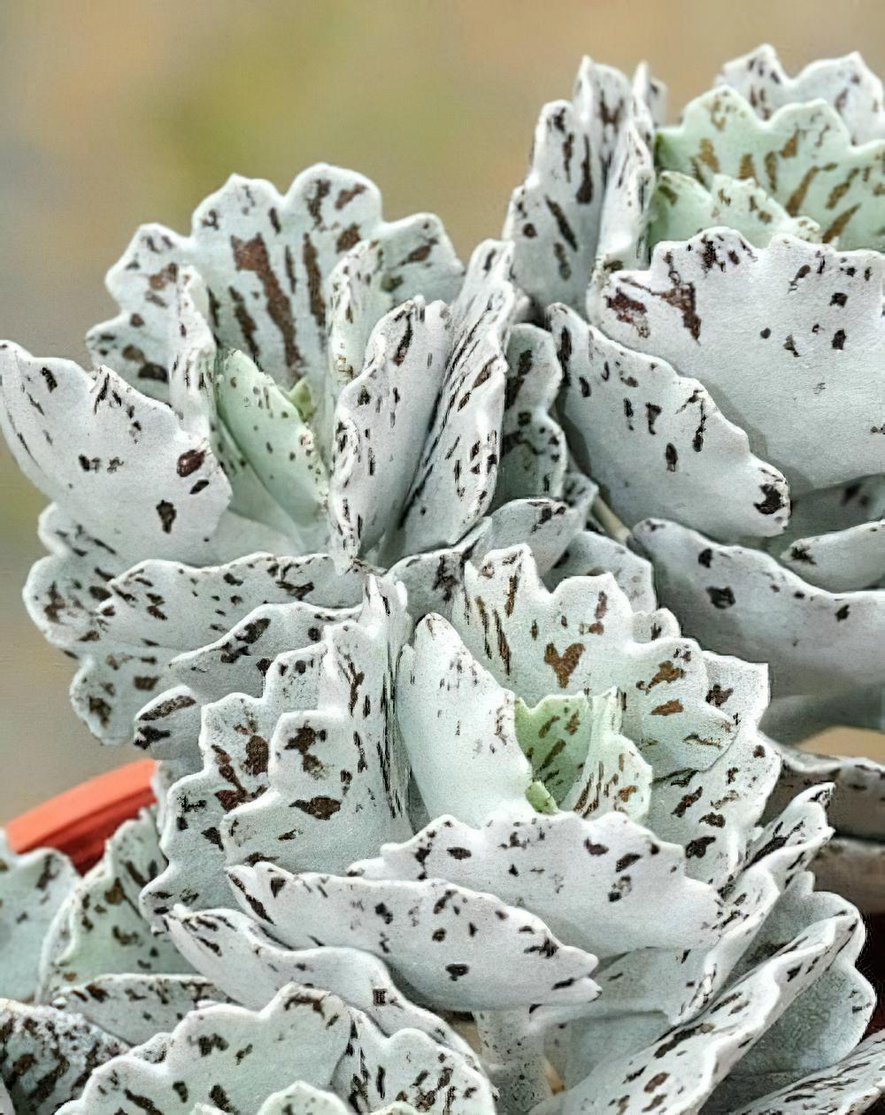 雀扇 Kalanchoe rhombopilosa