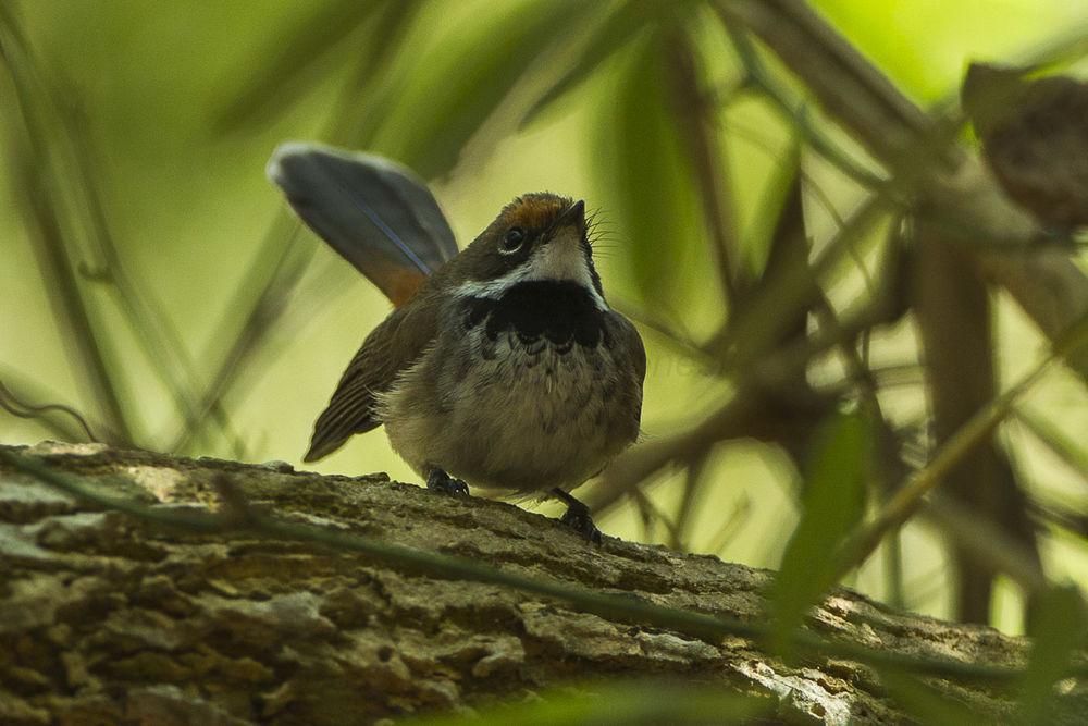 阿拉弗拉海扇尾鹟 / Arafura Fantail / Rhipidura dryas