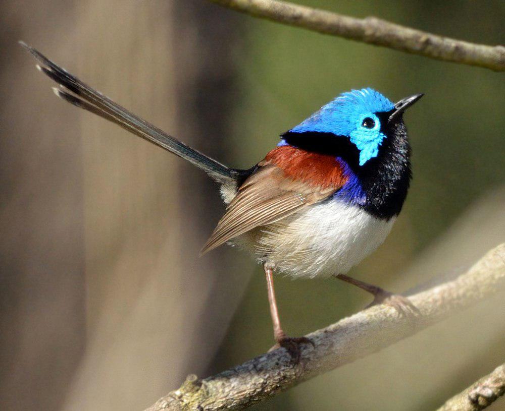 杂色细尾鹩莺 / Variegated Fairywren / Malurus lamberti