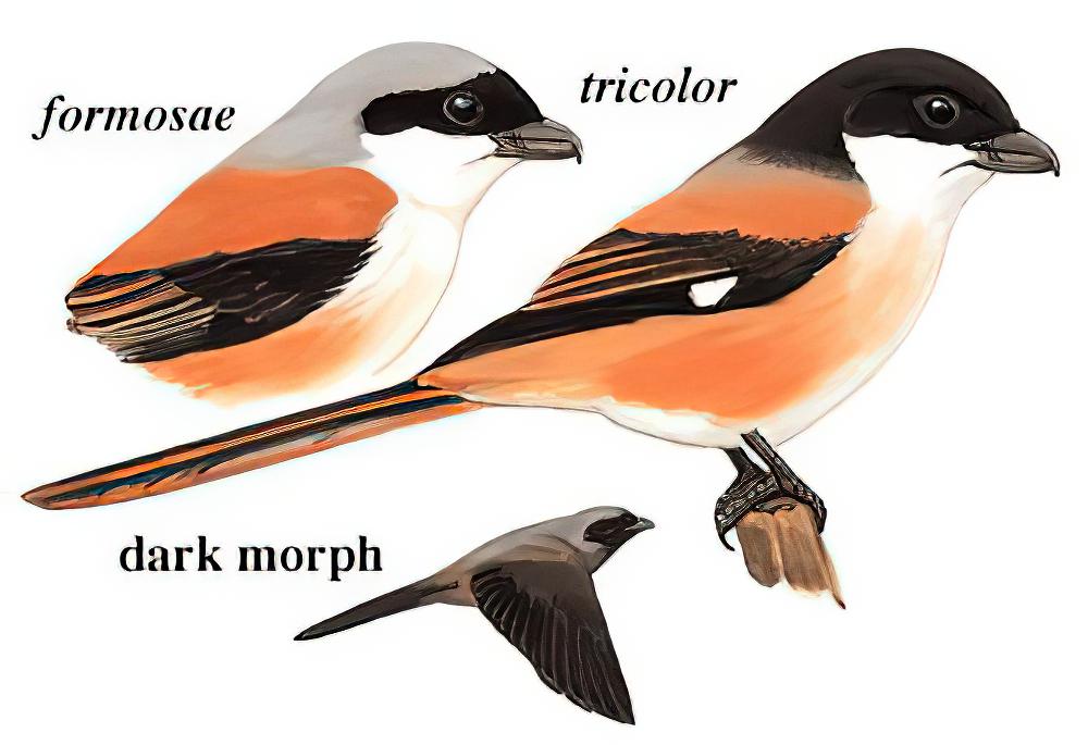 棕背伯劳 / Long-tailed Shrike / Lanius schach