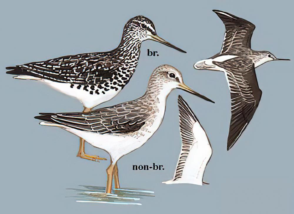 小青脚鹬 / Nordmann\'s Greenshank / Tringa guttifer