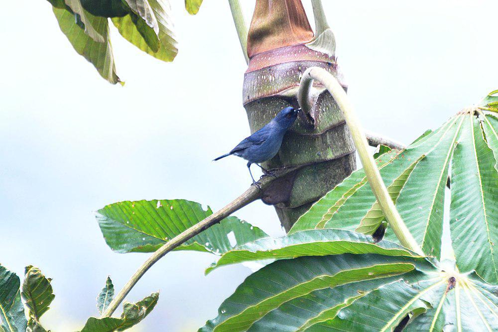 浅蓝刺花鸟 / Bluish Flowerpiercer / Diglossa caerulescens