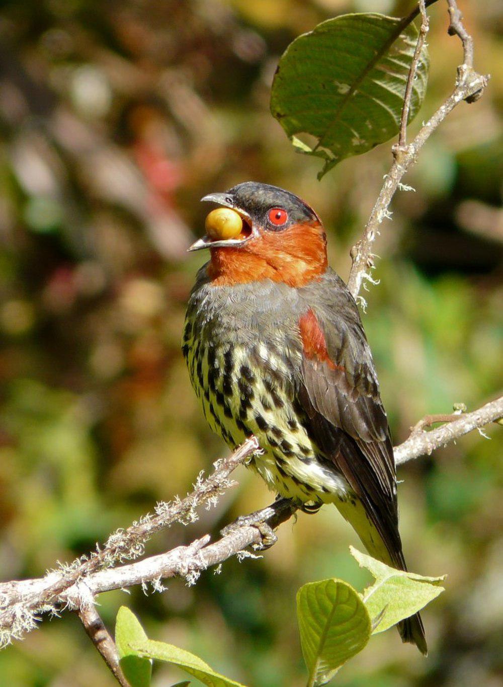 栗冠伞鸟 / Chestnut-crested Cotinga / Ampelion rufaxilla