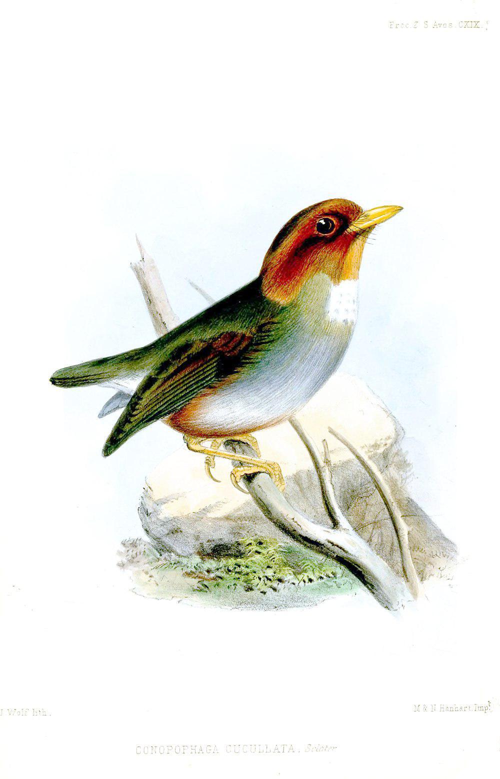 巾冠蚁鸫 / Hooded Antpitta / Grallaricula cucullata