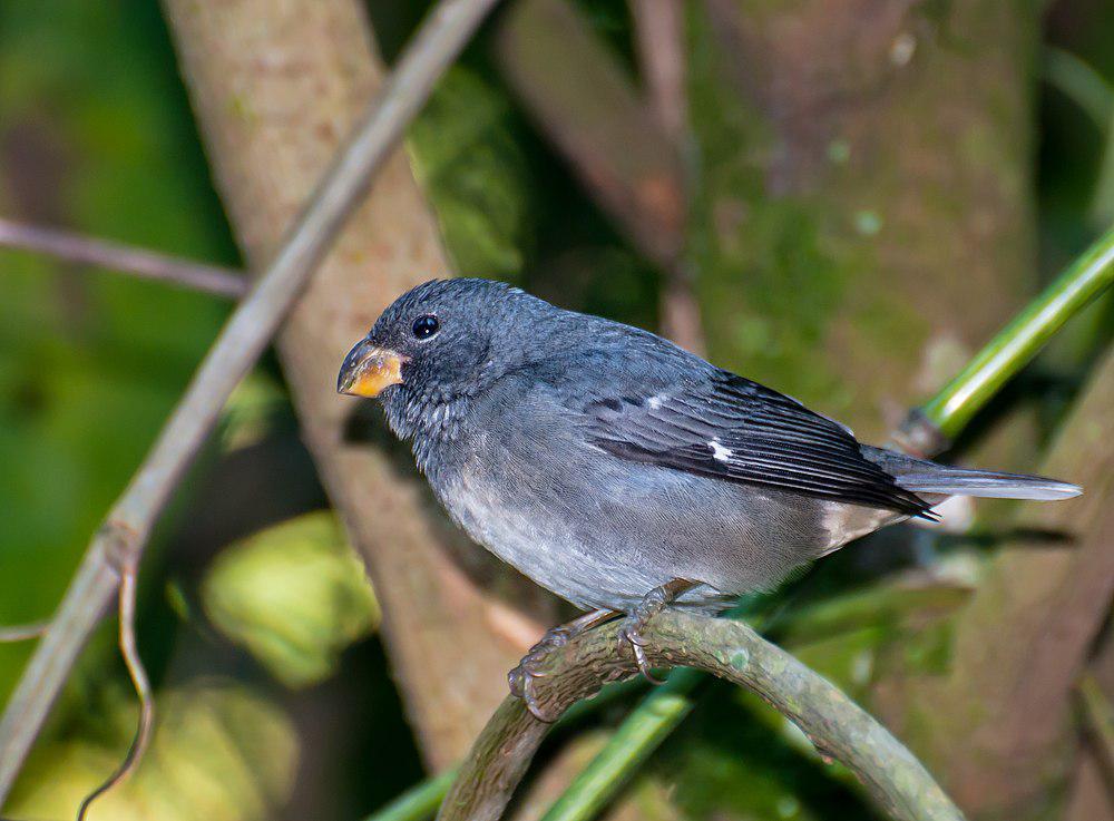 巴西食籽雀 / Temminck\'s Seedeater / Sporophila falcirostris